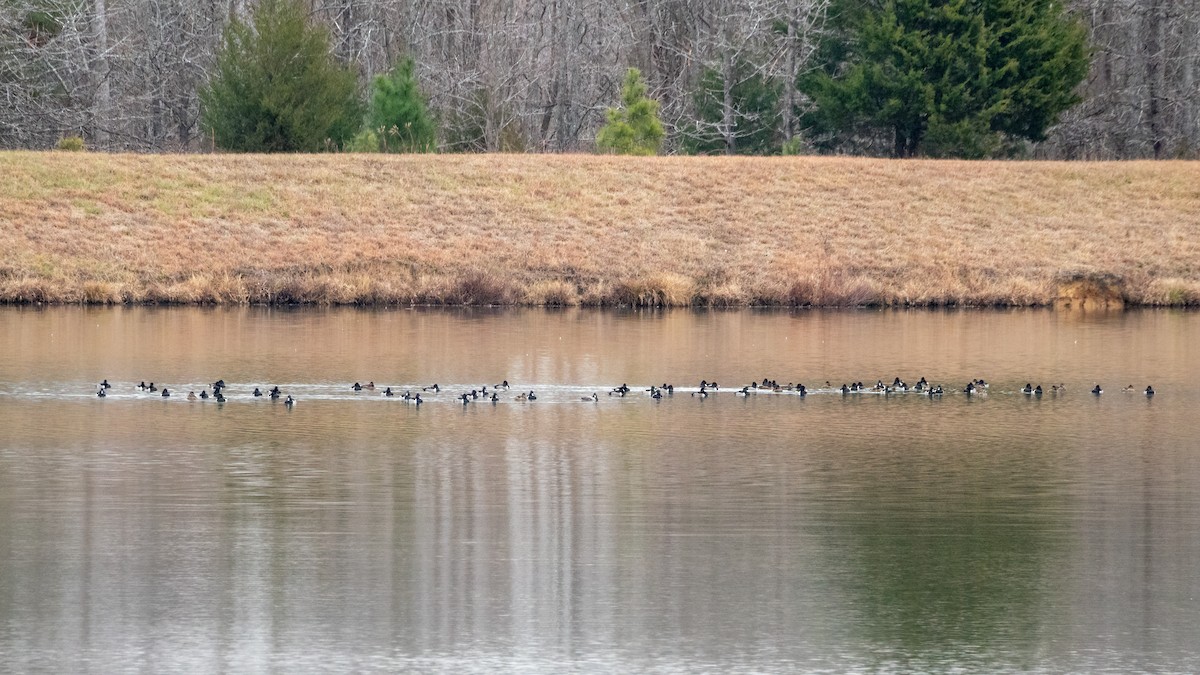Ring-necked Duck - ML396952241