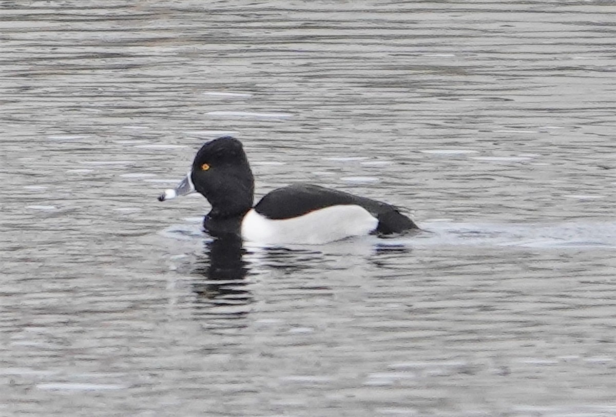 Ring-necked Duck - Paul  McPartland