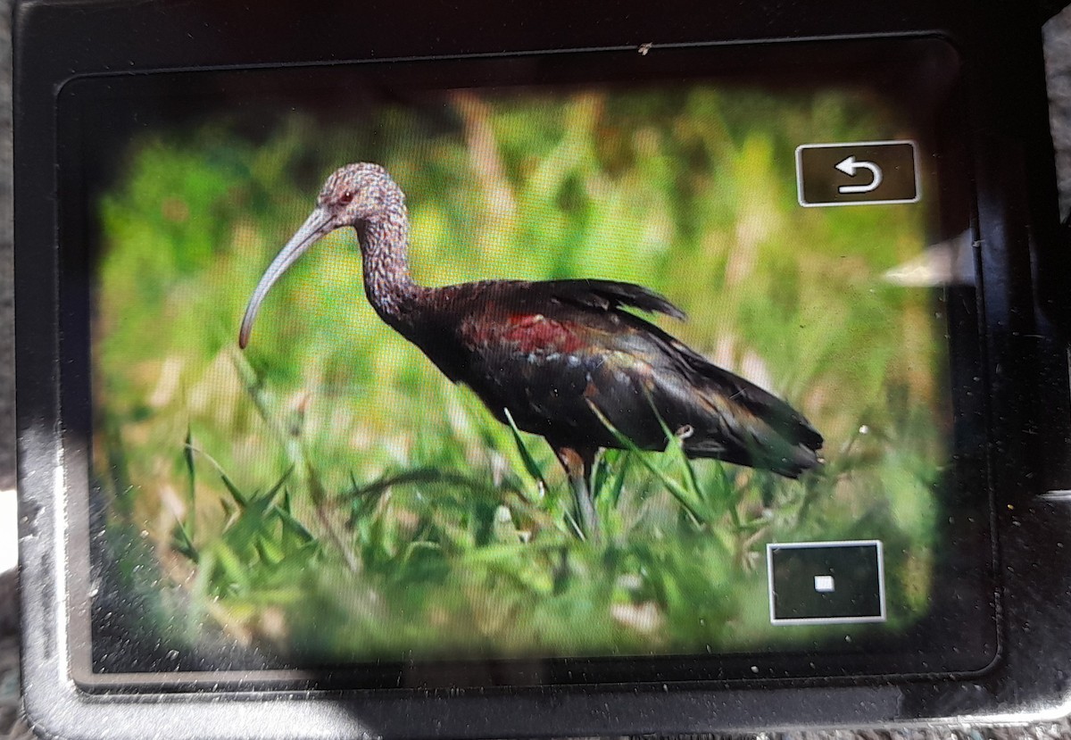 White-faced Ibis - ML396954351