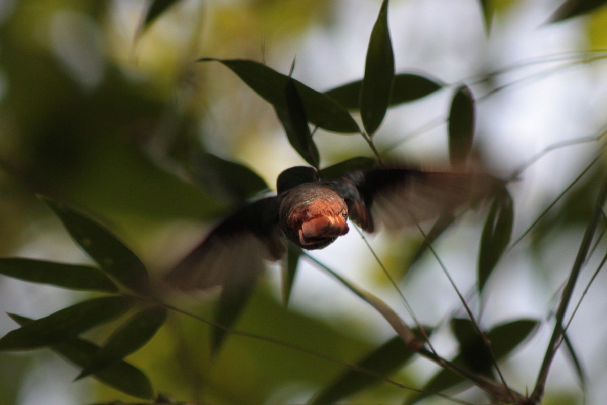 Rufous-tailed Hummingbird - Richard Dunn