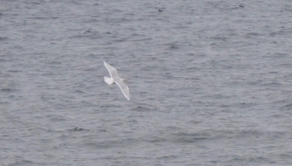 Gaviota Groenlandesa (kumlieni) - ML396955311