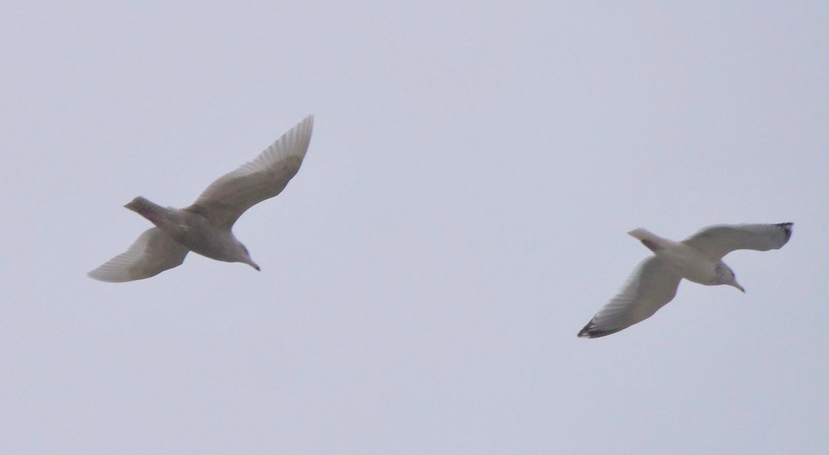 Glaucous Gull - ML396955361