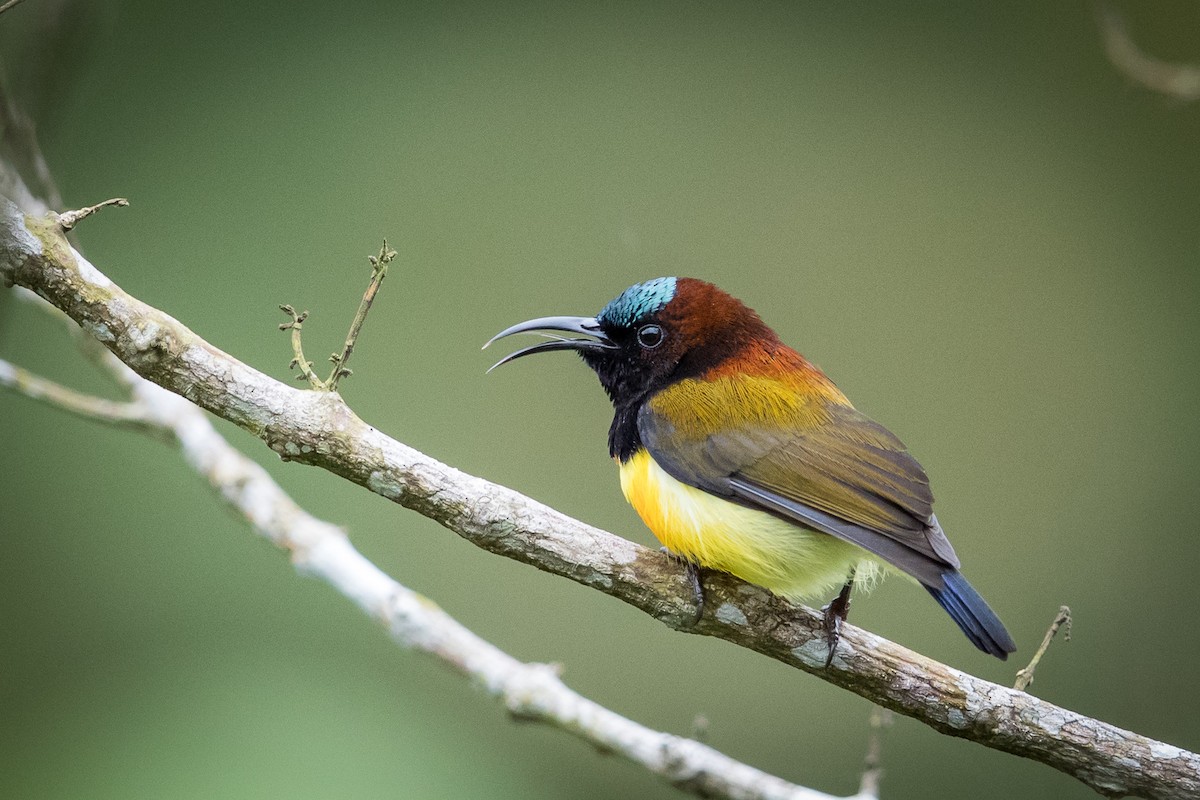 Maroon-naped Sunbird - Raymond  Dan