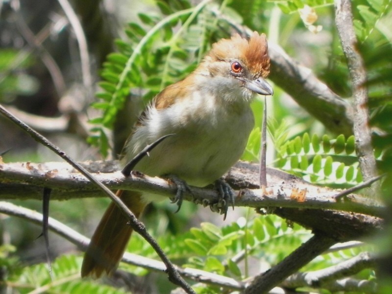 Great Antshrike - ML396956381