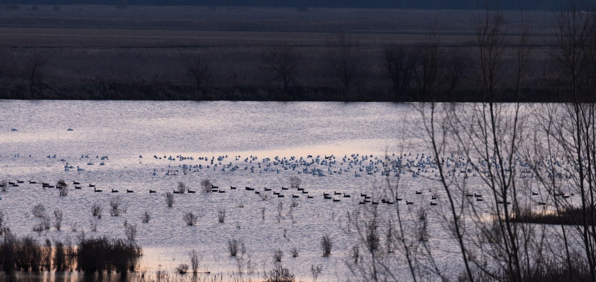 Snow Goose - ML396956531