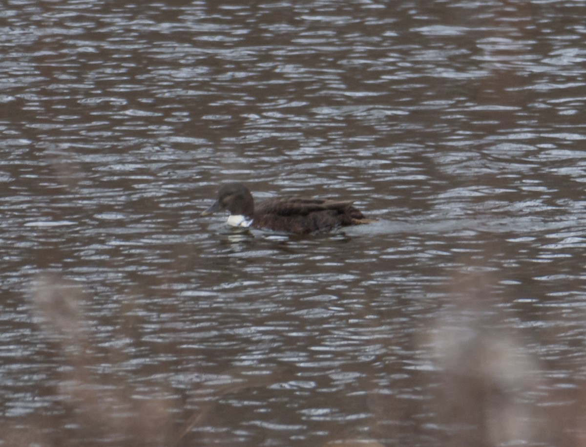 Тэжээмэл нугас - ML396957051