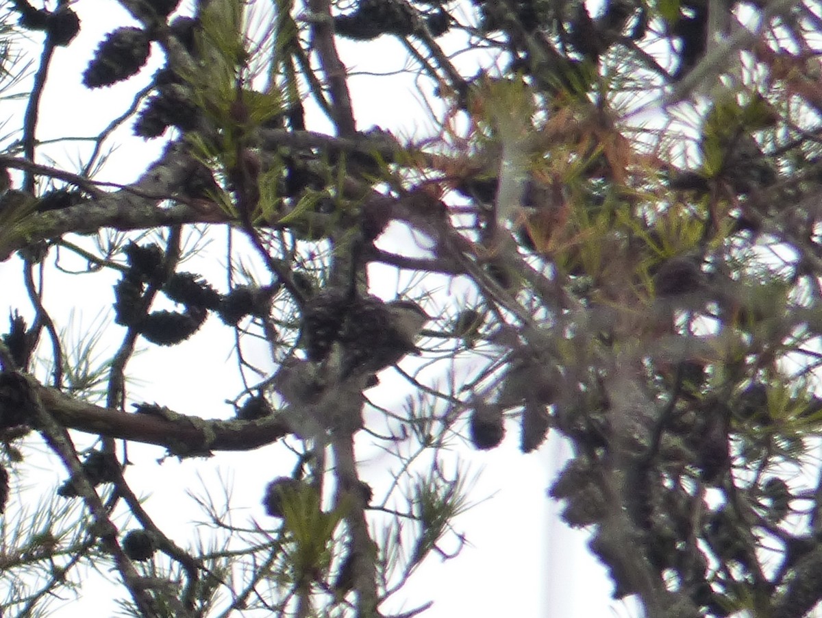 Brown-headed Nuthatch - ML396957561