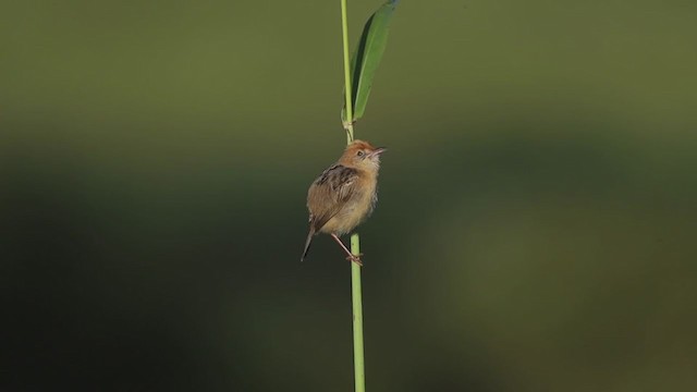 Golden-headed Cisticola - ML396958061