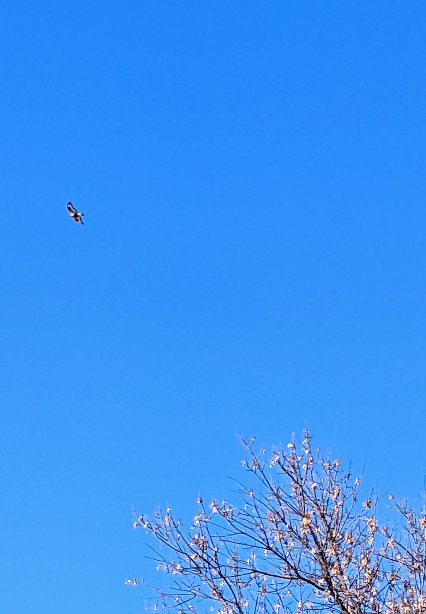 Rough-legged Hawk - ML396958771