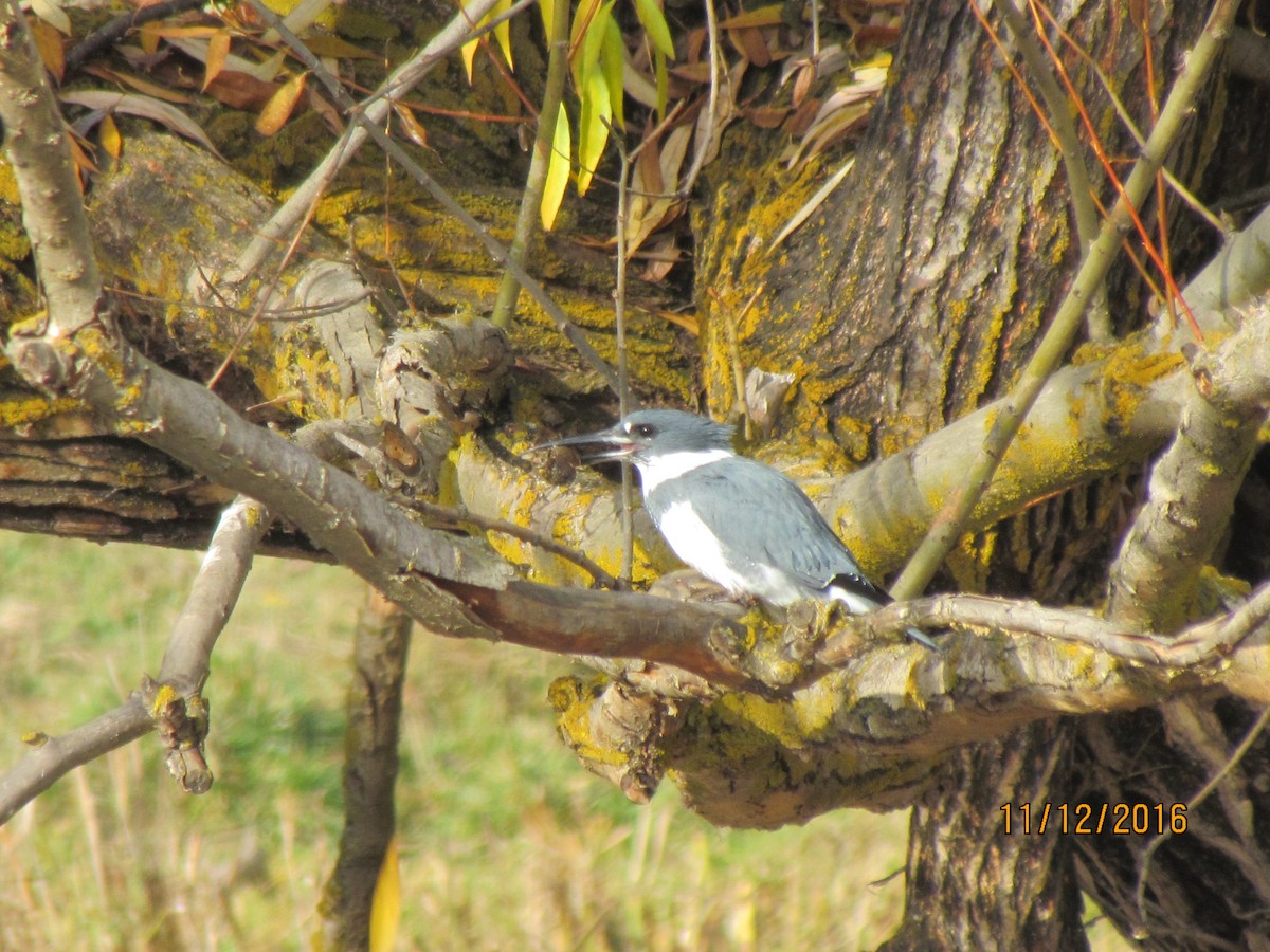 Belted Kingfisher - ML39696051