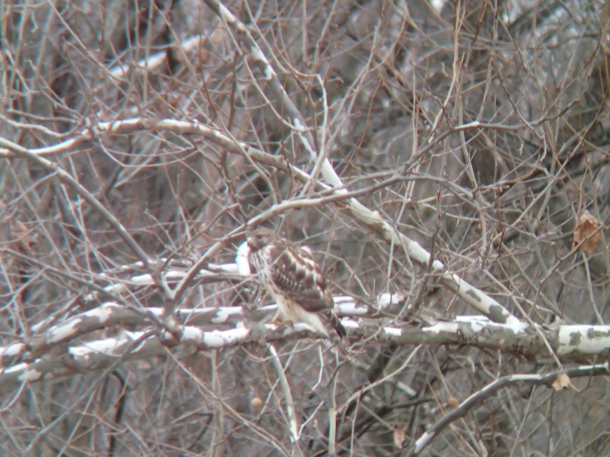 Red-shouldered Hawk - ML396962261