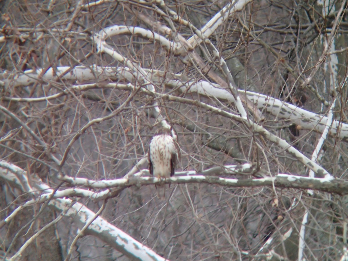 Red-shouldered Hawk - ML396962291