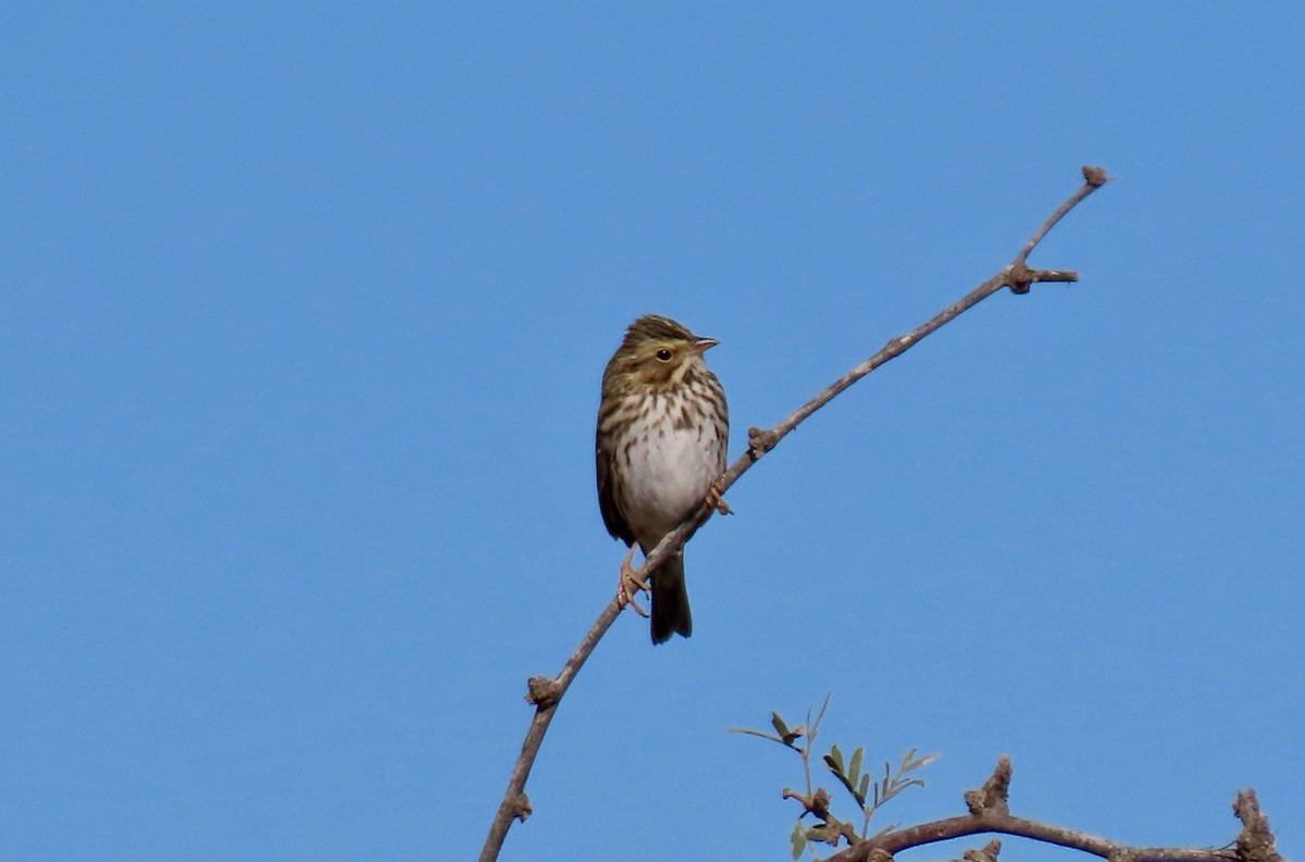 Savannah Sparrow - ML396965311