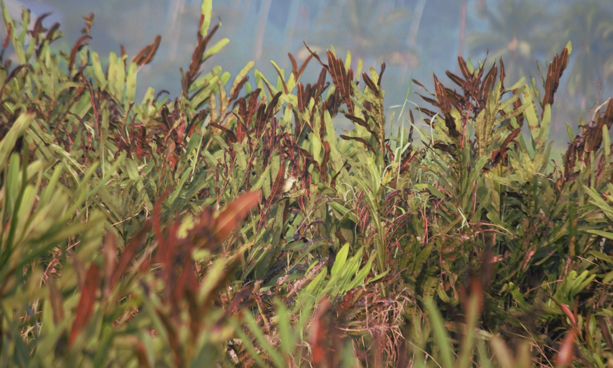 Clamorous Reed Warbler - Milan Sojitra