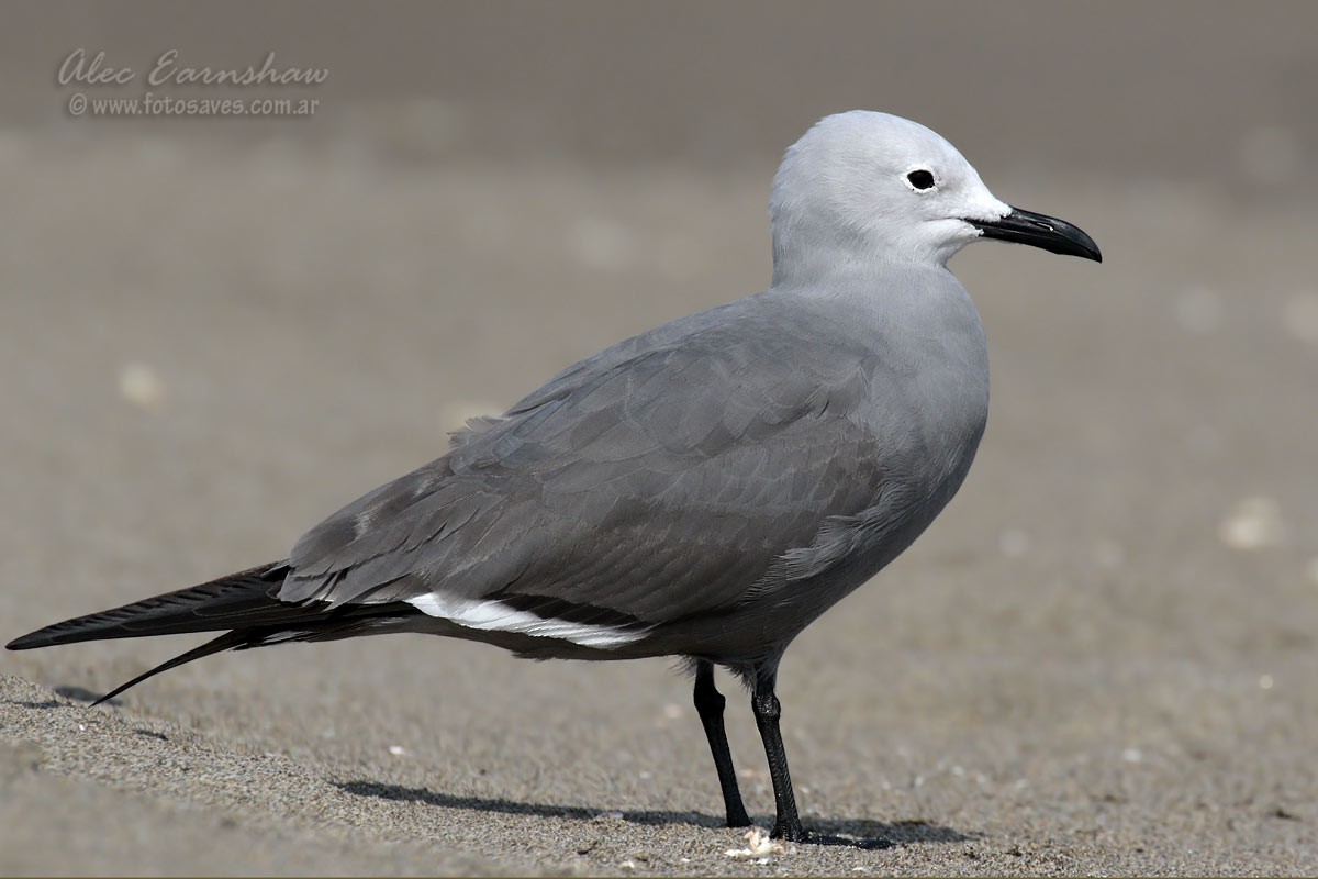 Gray Gull - Alec Earnshaw