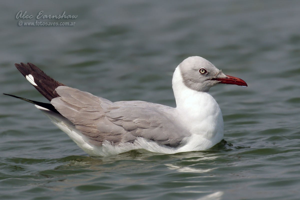 Gray-hooded Gull - ML39696691