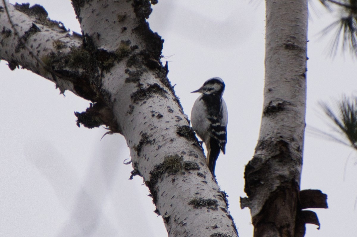 Hairy Woodpecker - Jarrod Ford