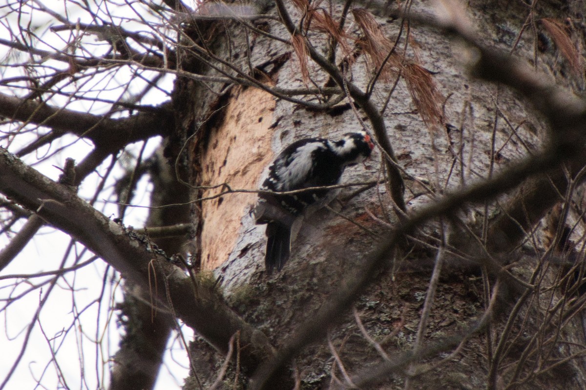 Hairy Woodpecker - ML396967181