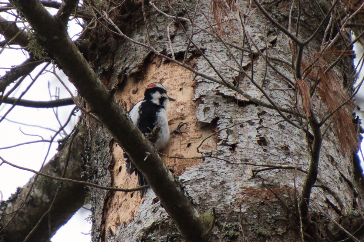 Hairy Woodpecker - Jarrod Ford