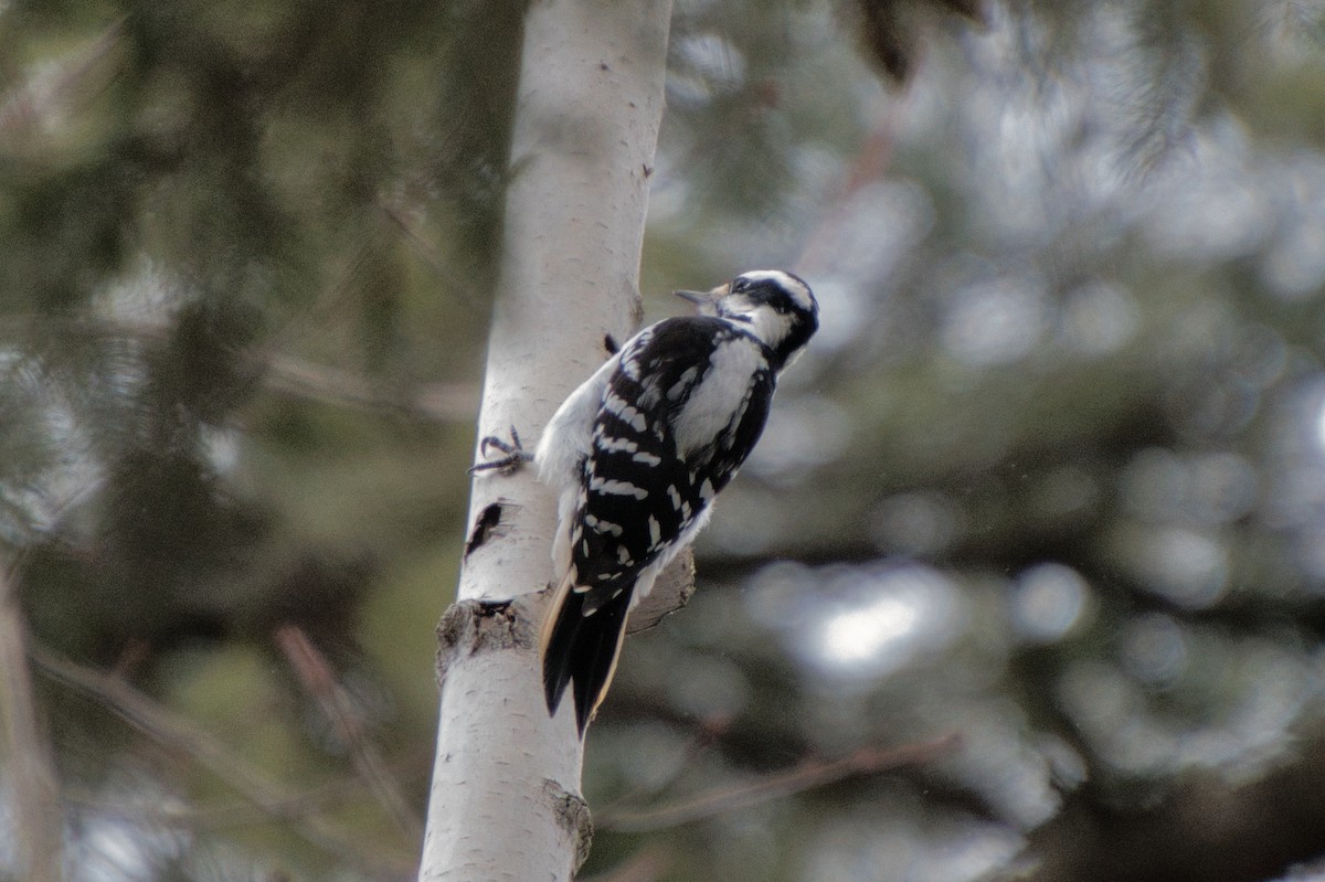 Hairy Woodpecker - Jarrod Ford