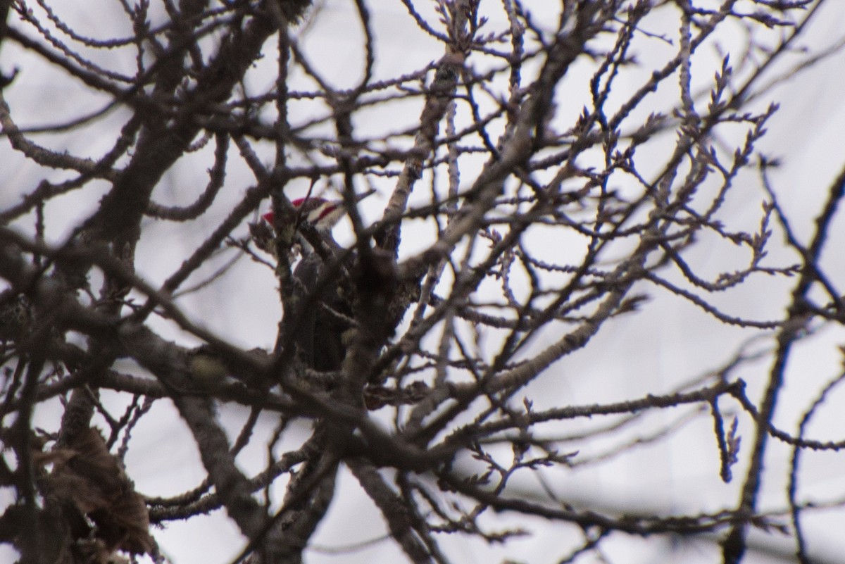 Pileated Woodpecker - Jarrod Ford
