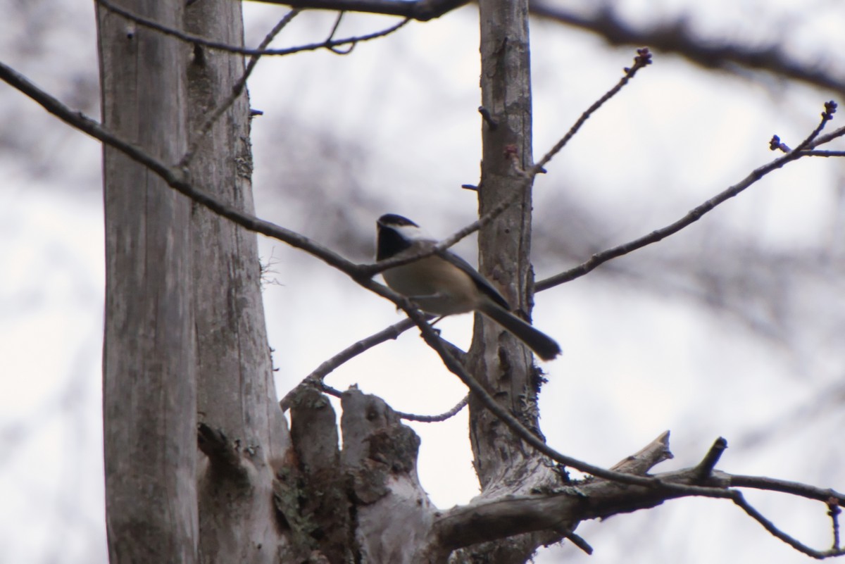 Mésange à tête noire - ML396967471