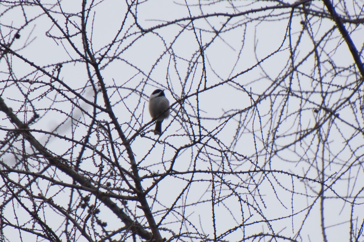 Black-capped Chickadee - Jarrod Ford