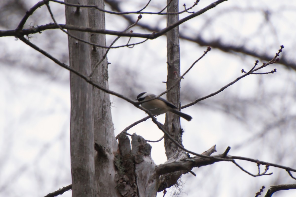 Black-capped Chickadee - ML396967491