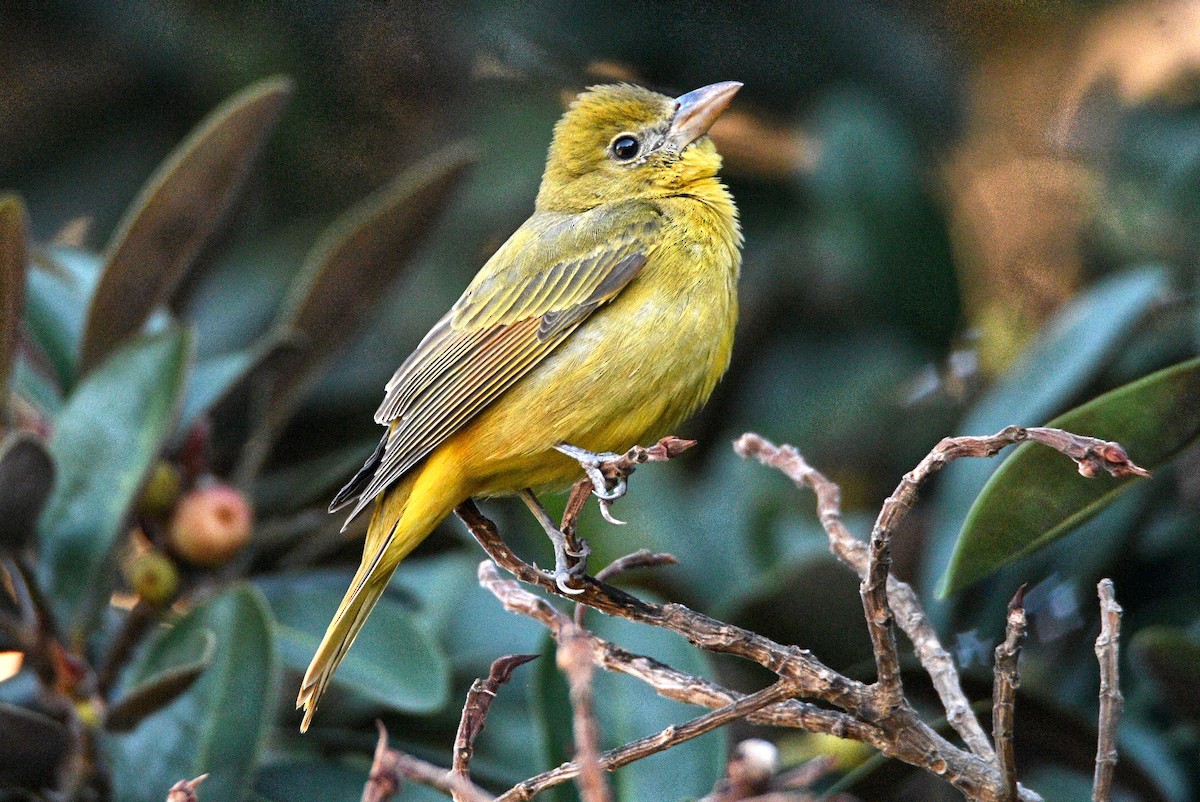 Summer Tanager - ML396967581