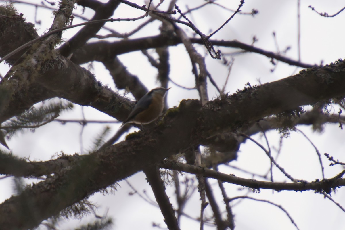 Red-breasted Nuthatch - ML396967991