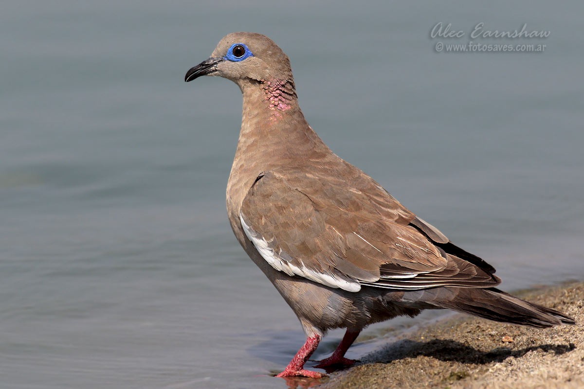 West Peruvian Dove - Alec Earnshaw