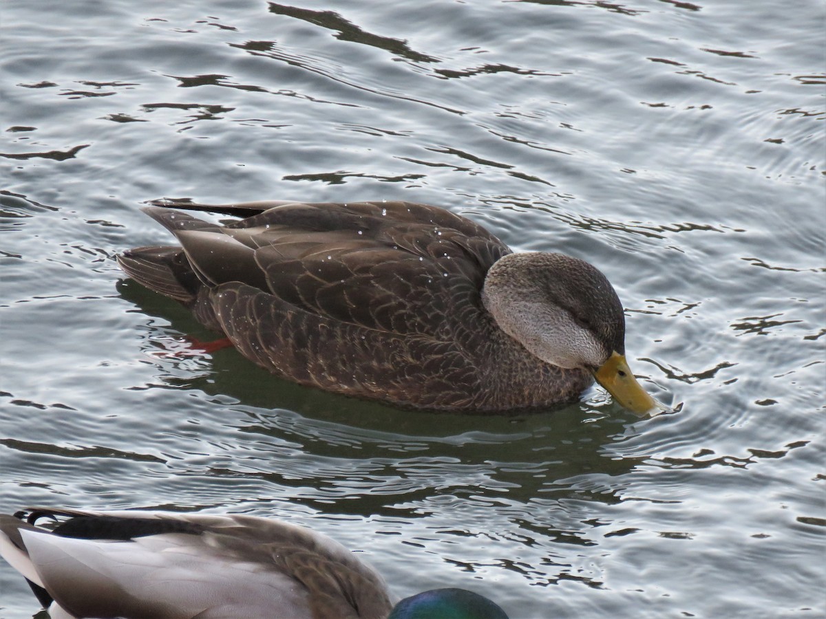 American Black Duck - ML396969301