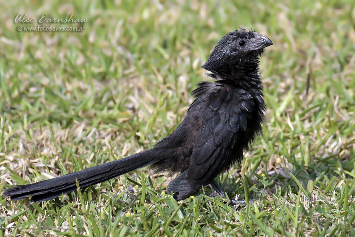 Groove-billed Ani - ML39696941