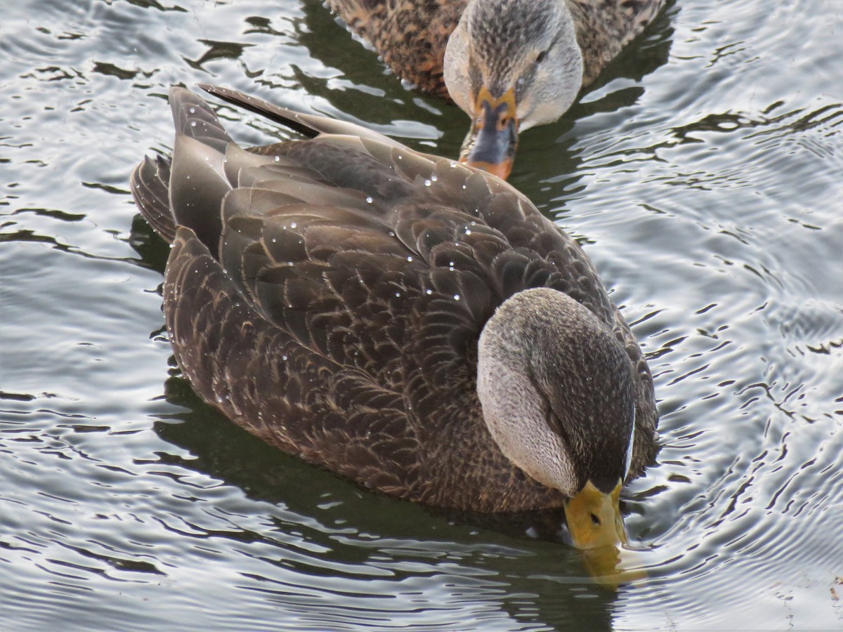 American Black Duck - ML396970831