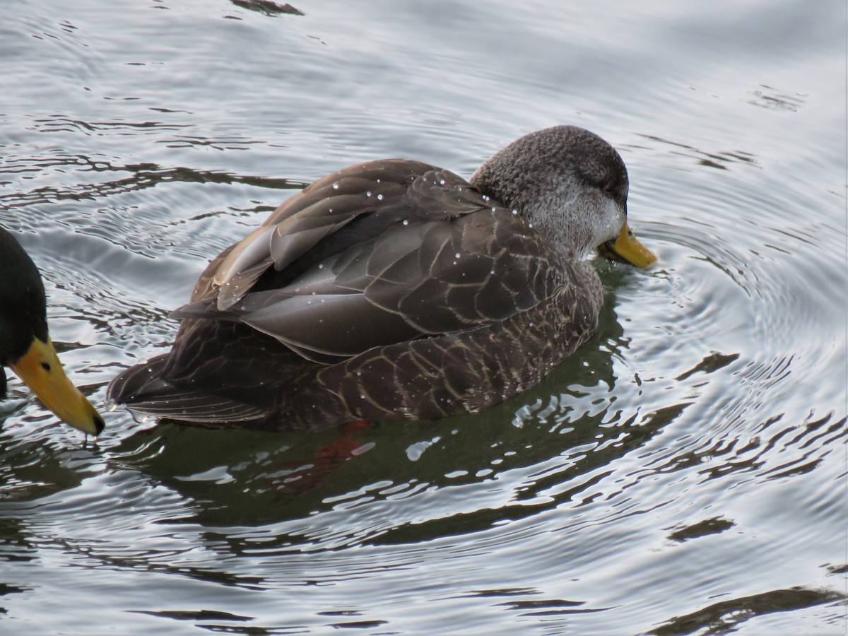 American Black Duck - ML396971631