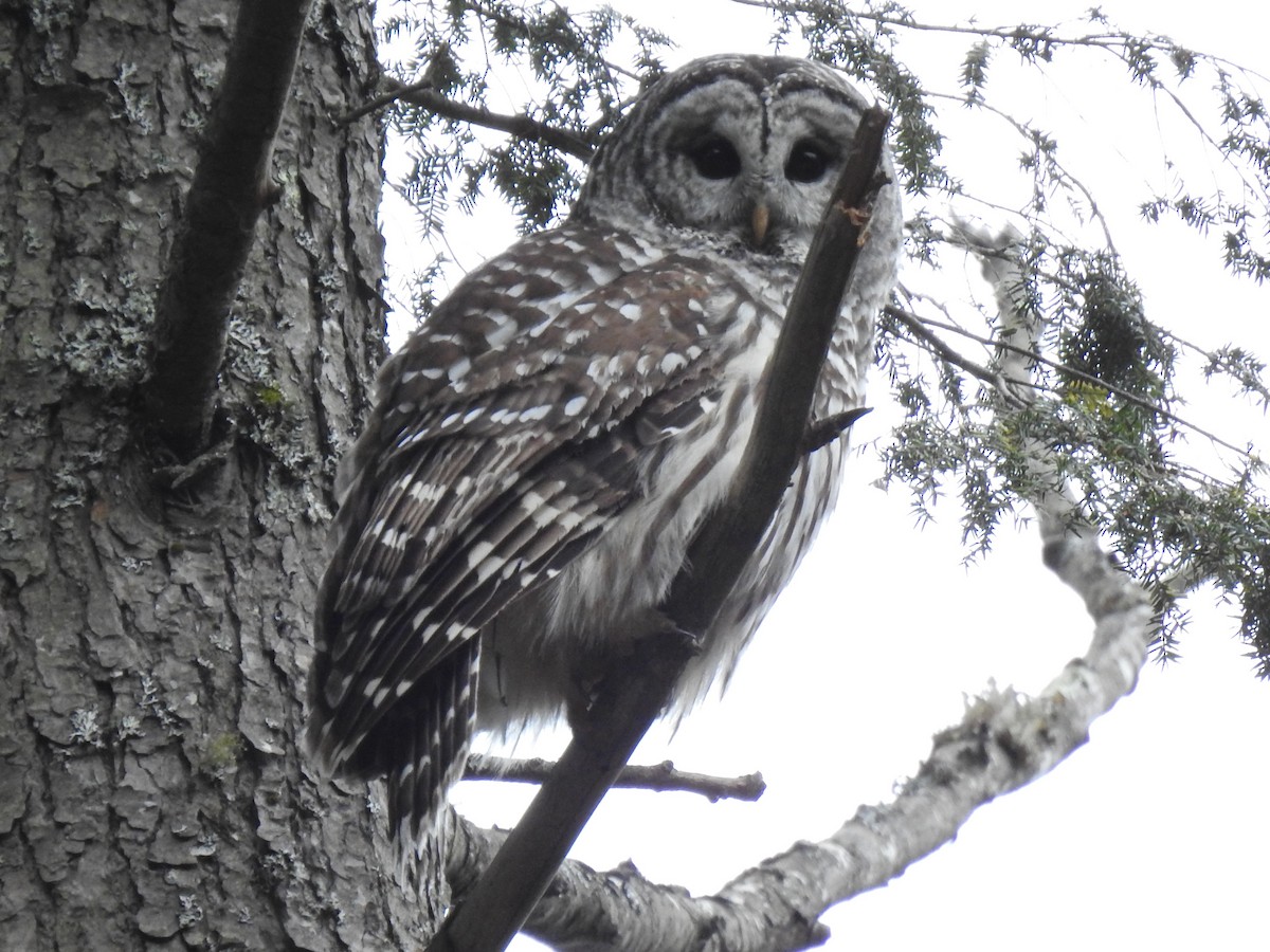 Barred Owl - ML396974351