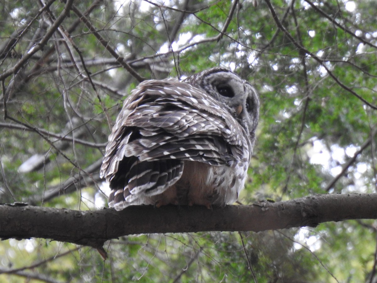 Barred Owl - ML396974631