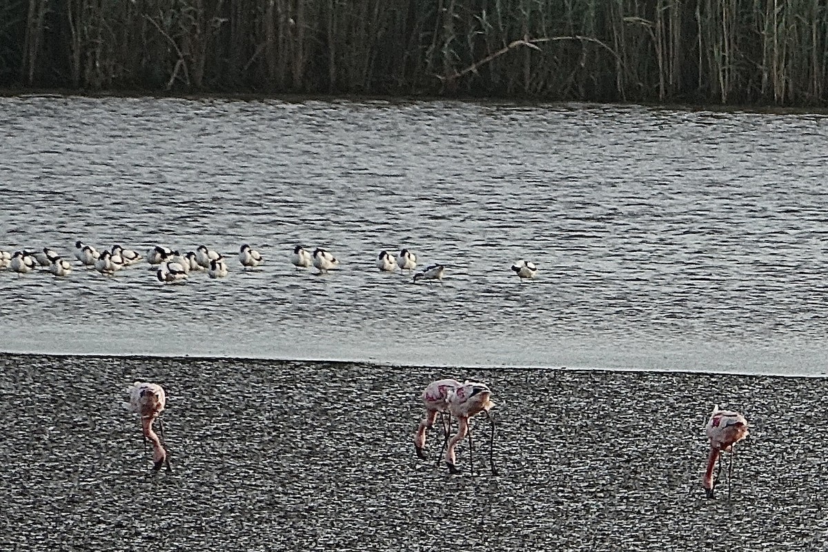 Pied Avocet - ML396975931