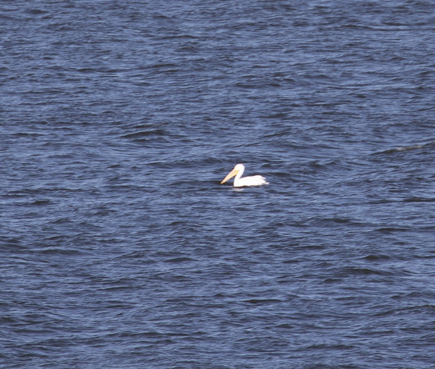 American White Pelican - ML396976381