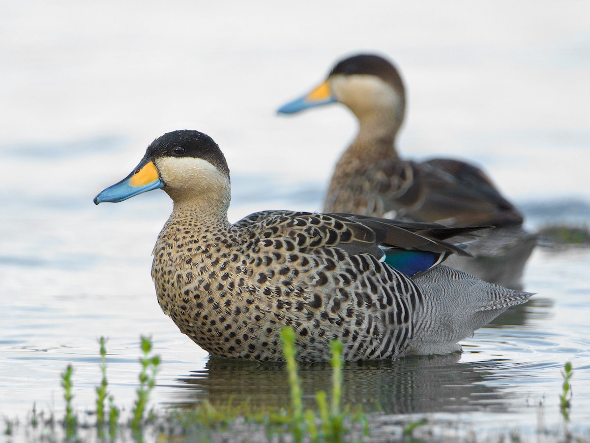 Silver Teal - ML396977041