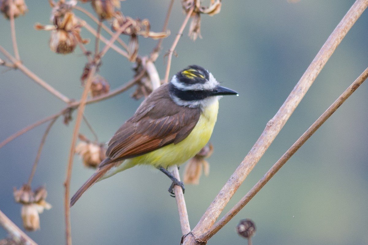 Great Kiskadee - ML396977261