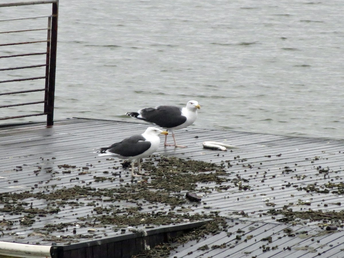 Great Black-backed Gull - Andrea Evans