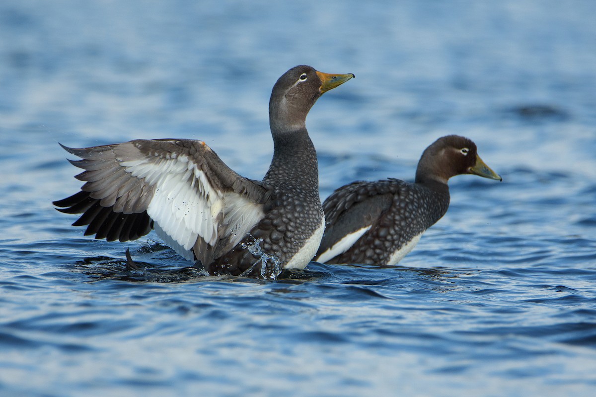 Flying Steamer-Duck - ML396977881