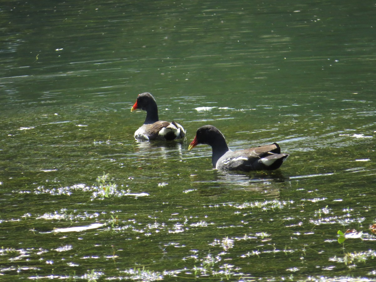 Common Gallinule - Scarlet  Cordero Seijas