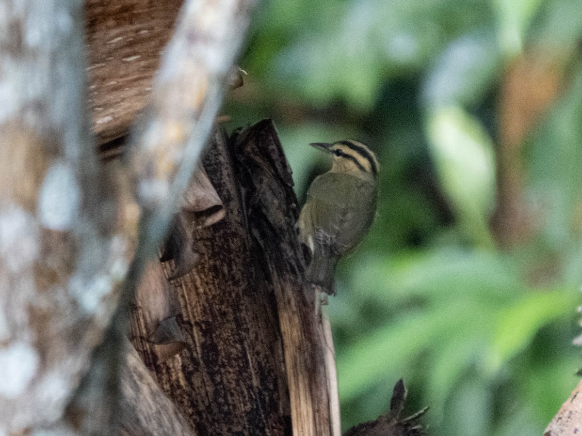 Worm-eating Warbler - ML396978251