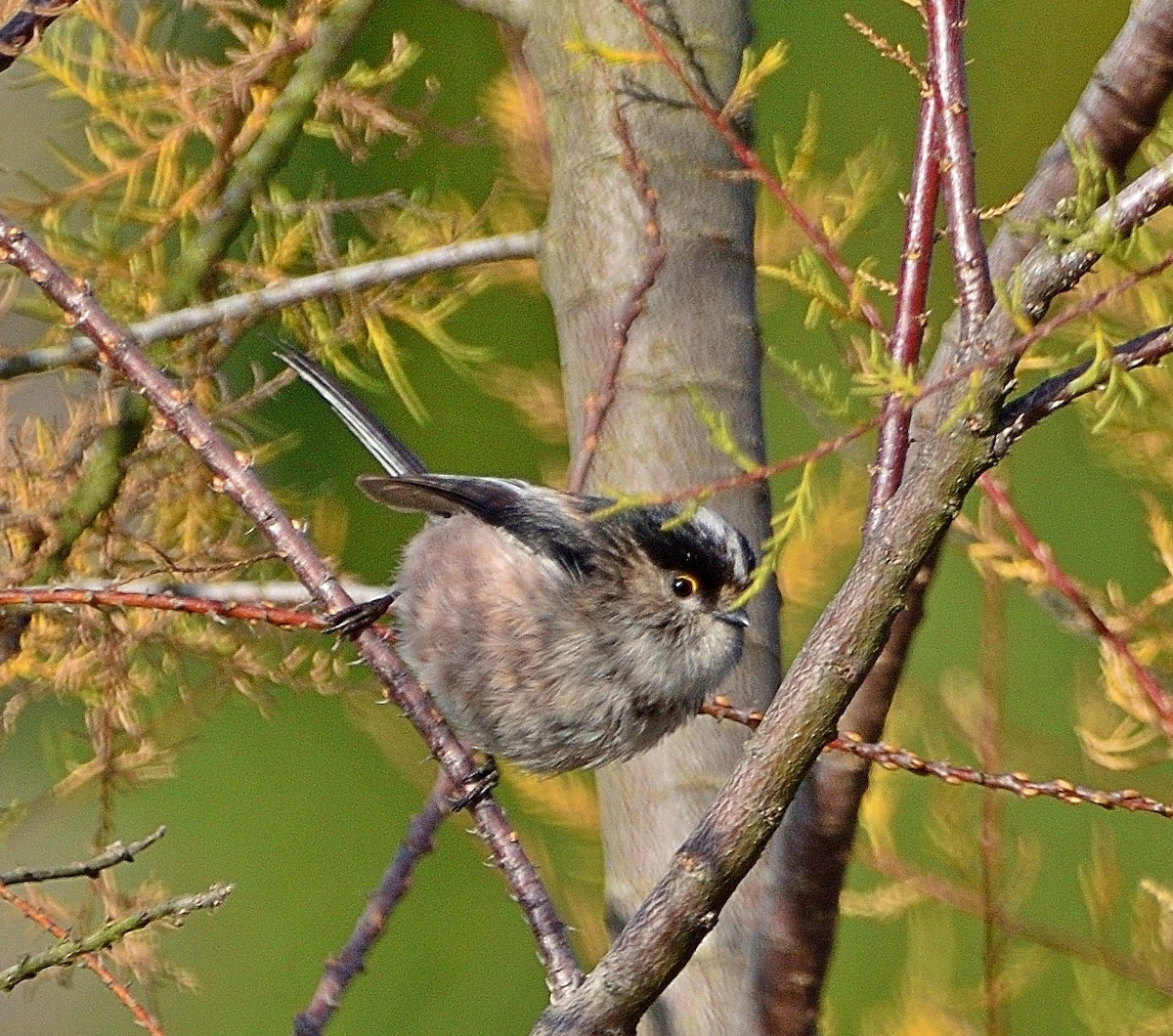 Long-tailed Tit - Joao Freitas