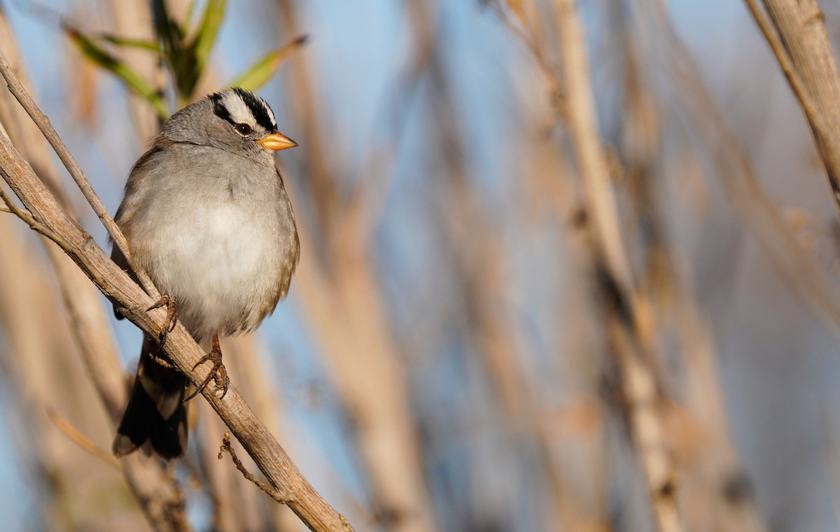 White-crowned Sparrow - ML396978451