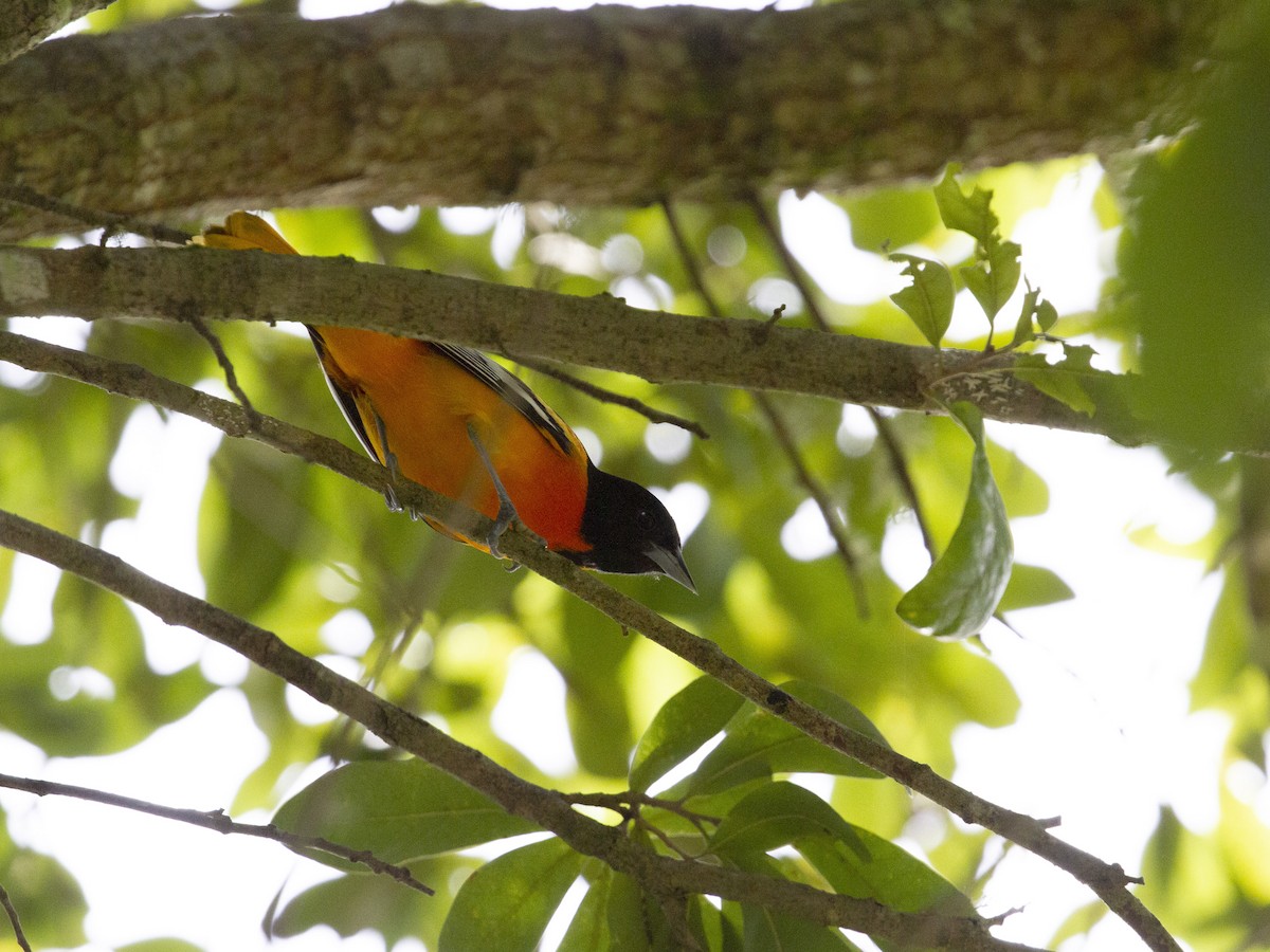 Baltimore Oriole - Carol Bailey-White