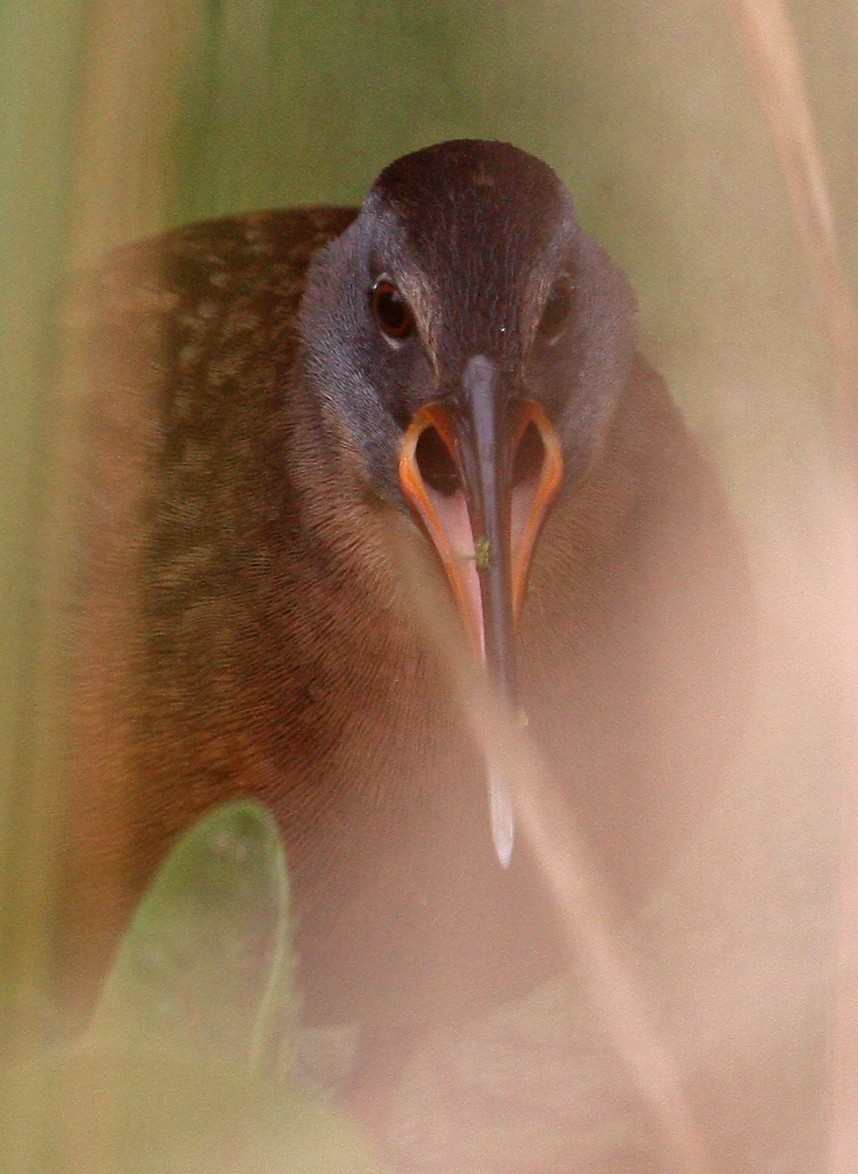 Râle de Virginie - ML39697961