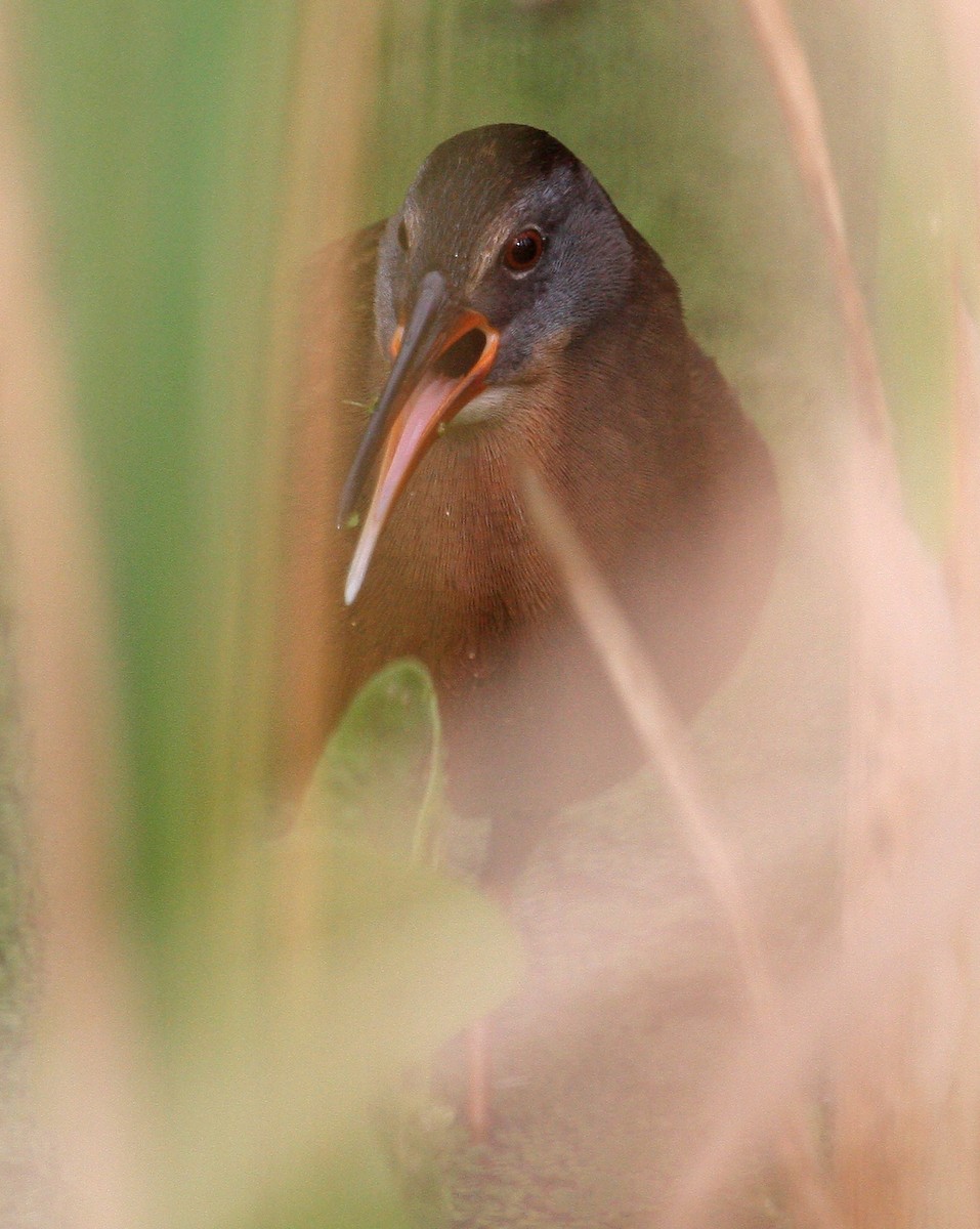 Râle de Virginie - ML39697971